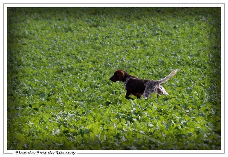 Blue Du bois de riancey