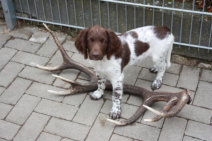 Dolly vom keilerwald