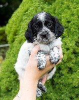 CHIOT