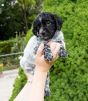 CHIOT
